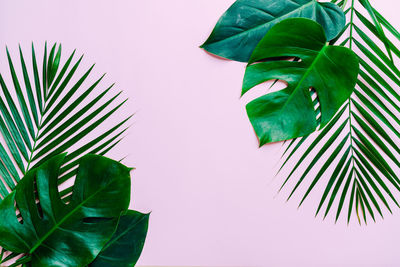 Close-up of potted plant against wall