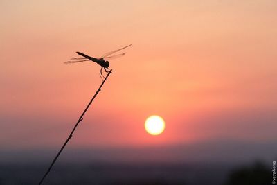 Low angle view of sky at sunset