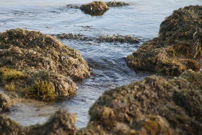 Surface level of rocks in sea