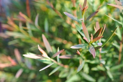 Close-up of plants growing on field