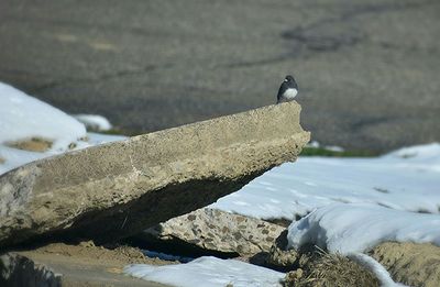 Close-up of bird perching on shore