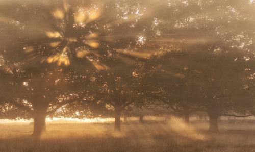 Trees on grassy field