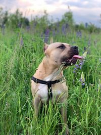 Dog looking away on grass