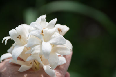 Close-up of white flowering plant