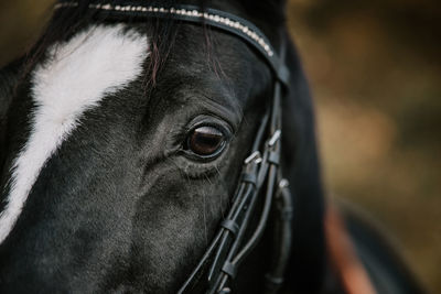 Close-up of a horse