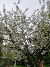 Low angle view of cherry blossoms against sky