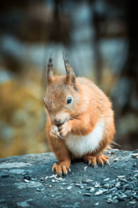 Close-up of a squirrel