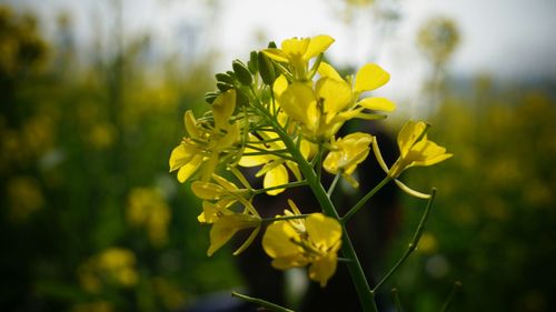 Close-up of yellow flower