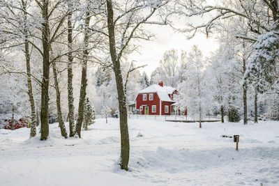 Trees on snow covered field