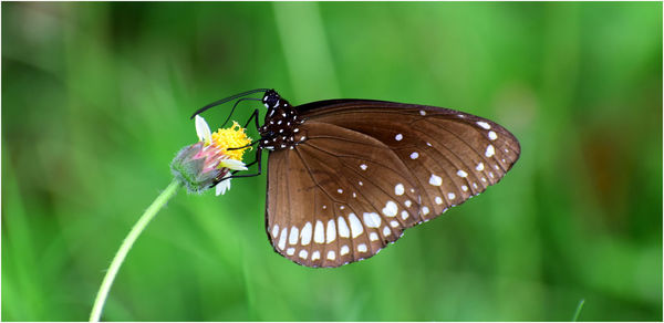 Close-up of butterfly pollinating flower