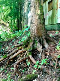 Trees growing in forest