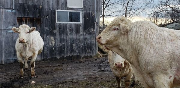 Cow standing in a field