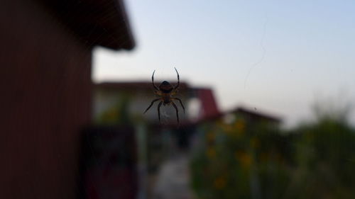 Close-up of spider on window