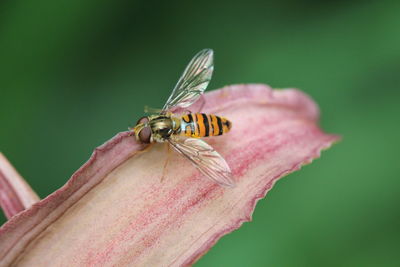 Close-up of bee perching on flower