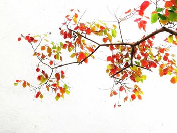 Low angle view of autumn tree against white background