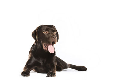 Portrait of black dog against white background