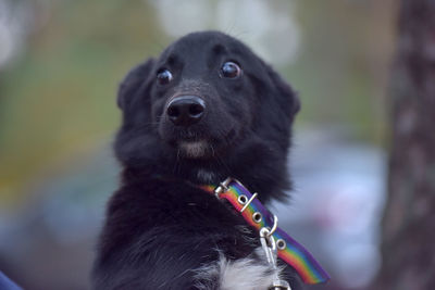 Close-up of dog