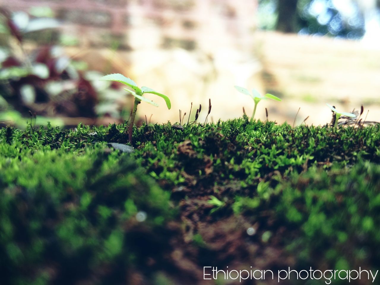 growth, plant, selective focus, nature, green color, grass, outdoors, focus on foreground, no people, close-up, day, fragility, beauty in nature, freshness, flower
