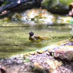 Close-up of crab in water