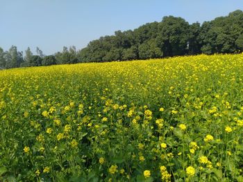 Scenic view of oilseed rape field