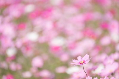 Close-up of pink flowers