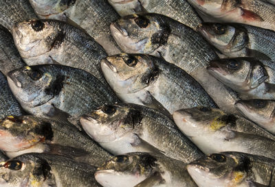 Full frame shot of fresh fishes for sale