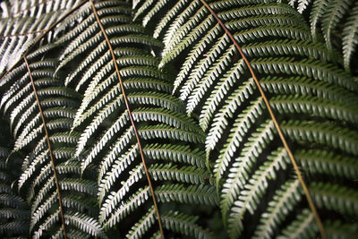 Full frame shot of leaves