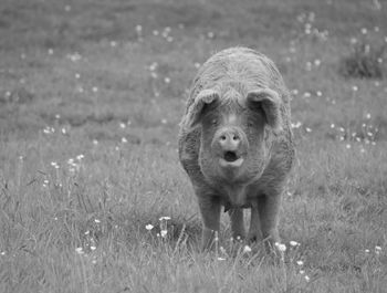 Portrait of pig on field