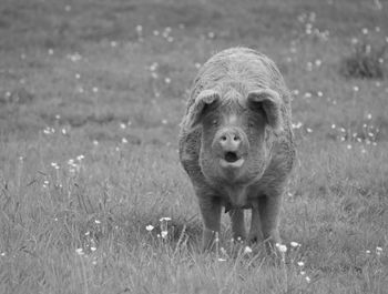 Portrait of dog on field