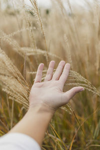 Cropped hand of woman holding plant