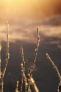 Close-up of frozen plant on land against sky during sunset