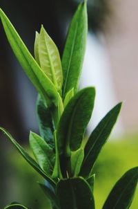 Close-up of leaves