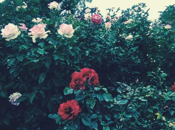 Close-up of red rose in park