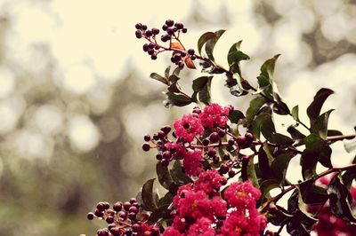 Close-up of cherry blossoms on tree