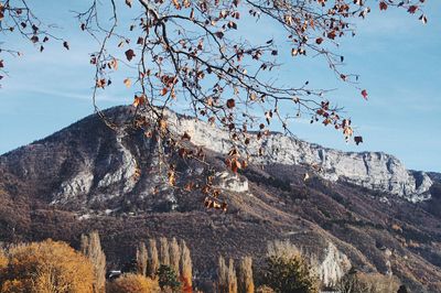 Low angle view of trees on mountain against sky