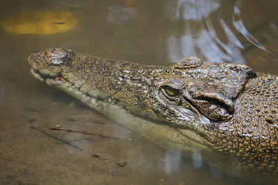 Close-up of crocodile in lake