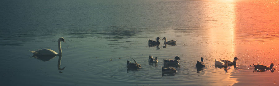 Ducks swimming in lake during sunset