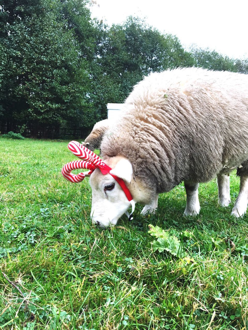 animal themes, mammal, grass, no people, field, one animal, domestic animals, green color, nature, sheep, outdoors, animals in the wild, day, beauty in nature