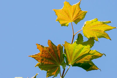 Low angle view of maple leaf against clear blue sky