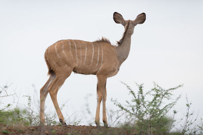 Side view of horse standing on field against sky