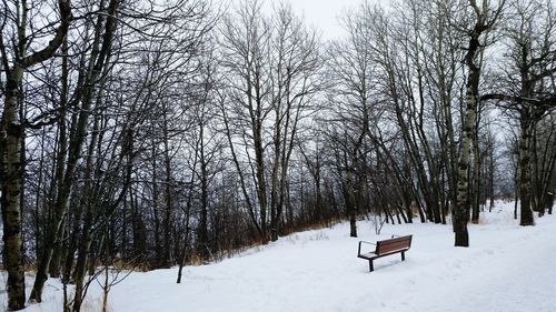 Bare trees on snow covered field