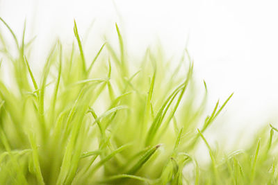 Close-up of crops growing on field