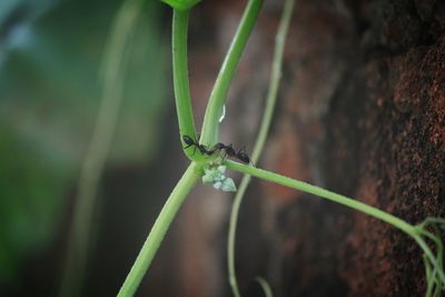 Close-up of insect on plant