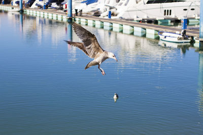 Seagulls flying over lake