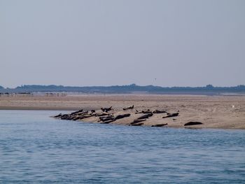 Scenic view of sea against clear sky