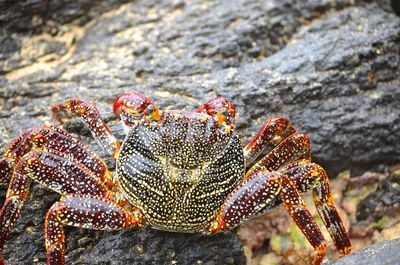 Close-up of butterfly on rock in sea