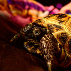 Close-up of a turtle