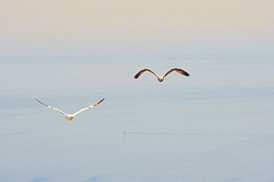 Birds flying over white background
