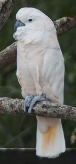 Close-up of parrot perching on branch
