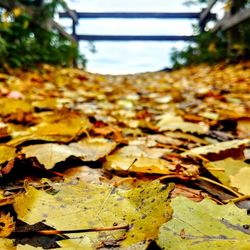 Close-up of dry leaves on field during autumn